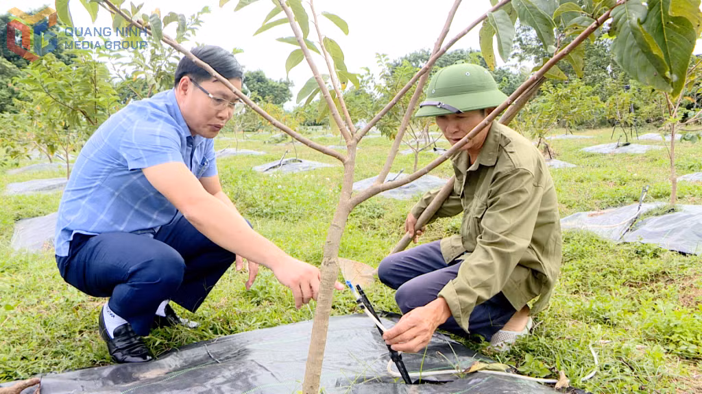 Cán bộ Hội Nông dân và ông Nịnh Văn Toàn (bên phải) (thôn Tân Tiến, xã Đầm Hà) trao đổi về kinh nghiệm trồng na.