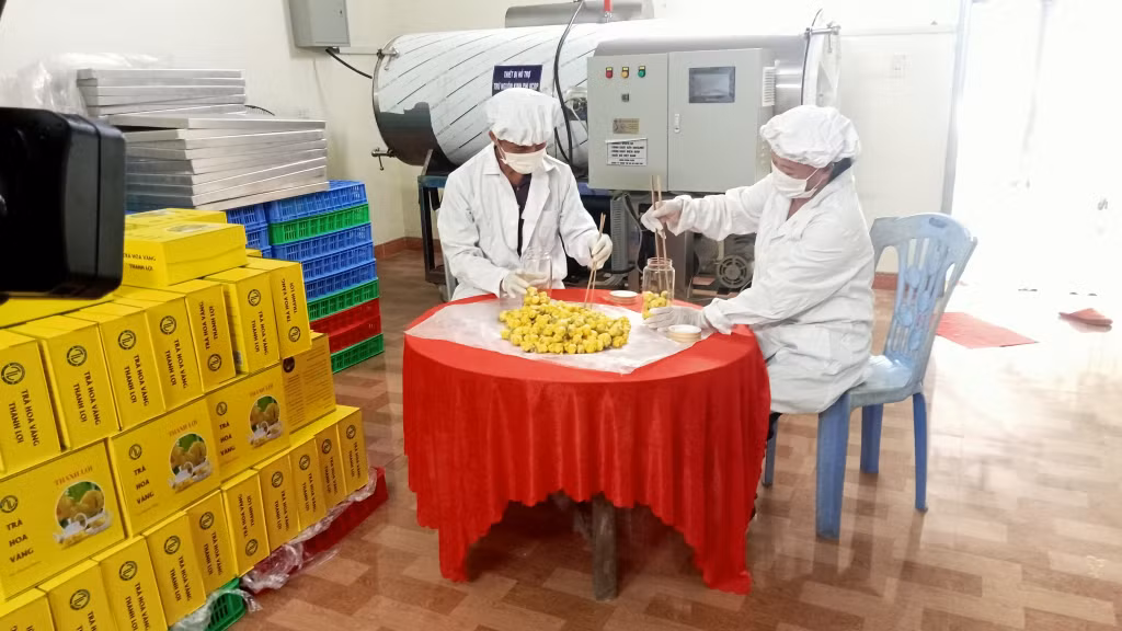 Người dân xã Hải Sơn chế biến trà hoa vàng