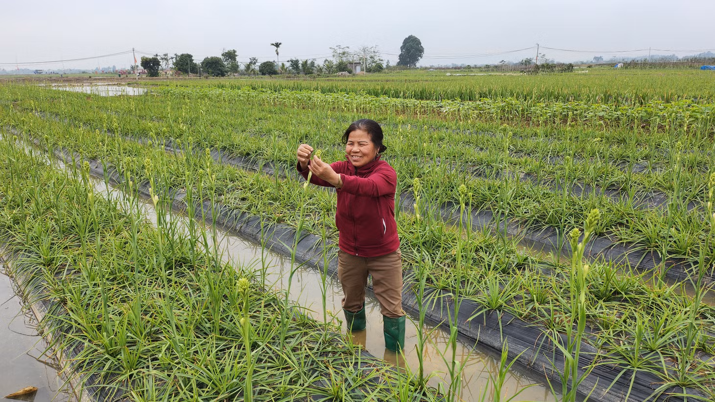Người dân khu Bình Lục Hạ phấn khởi tăng gia sản xuất.