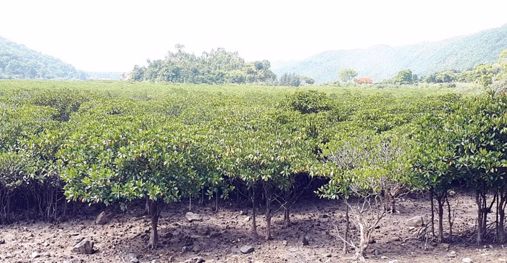 Gần 100 ha rừng ngập mặn tại xã đảo Ngọc Vừng (huyện Vân Đồn) được địa phương và người dân bảo vệ duy trì hệ sinh thái biển.