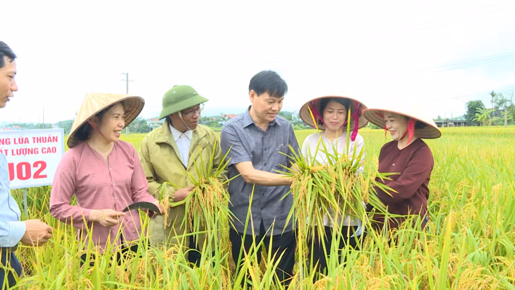 Lãnh đạo Sở NN& PTNT tỉnh Quảng Ninh kiểm tra chất lượng giống lúa J02 cùng nhân dân xã Đường Hoa, huyện Hải Hà.