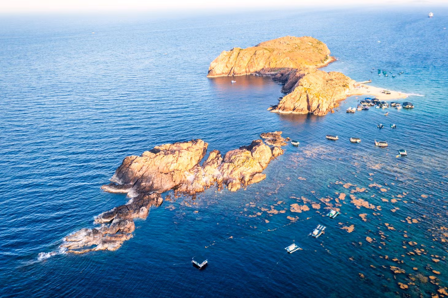 rong mo quy nhon anh 5
