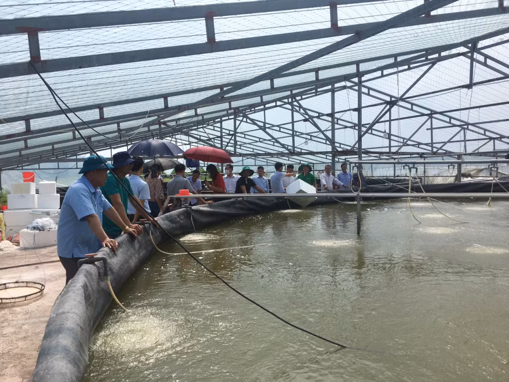 Các đại biểu tham quan dự dự án ứng dụng công nghệ Semi - Biofloc trong nuôi tôm thẻ chân trắng tại xã Đường Hoa