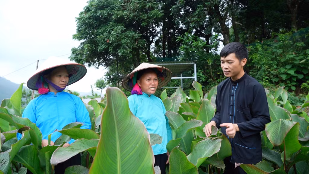 Bí thư Chi bộ, Trưởng thôn Lục Ngù (xã Húc Động) Sằn A Sạm hướng dẫn nhân dân trồng cây dong riềng để phát triển kinh tế.
