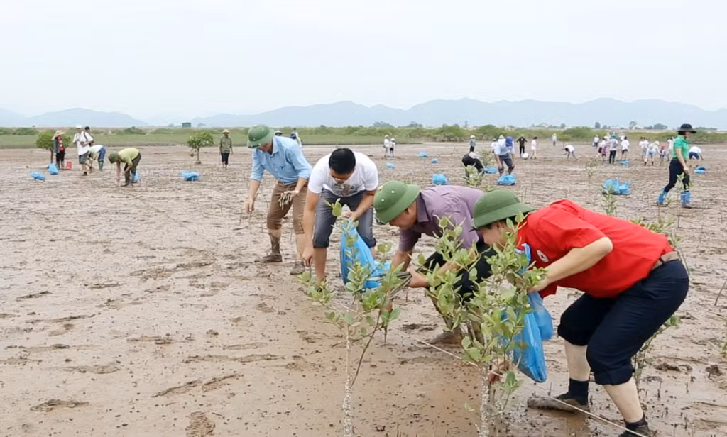 Hội CTĐ tỉnh cùng đại diện các sở, ngành, chính quyền địa phương và nhân dân tham gia trồng rừng ngập mặn tại xã Đồng Rui (huyện Tiên Yên).