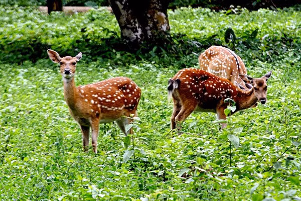 Hệ động vật với gần 700 loài động vật có xương sống gồm trên 300 loài chim, hơn 100 loài thú, trên 100 loài bò sát và lưỡng cư, cá… trong đó có loài voọc đen mông trắng rất đẹp và hiếm, được chọn làm biểu tượng của rừng Quốc gia Cúc Phương.