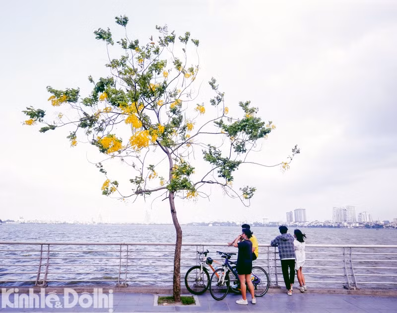 heo ghi nhận của phóng viên Kinh tế & Đô thị, hoa muồng hoàng yến đã bắt đầu nở rộ từ đầu tháng 5 tạo nên những chùm hoa vàng tươi xung quanh hồ Tây.