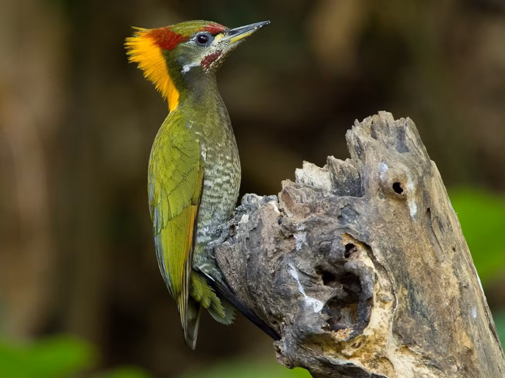 Chim gõ kiến xanh gáy vàng (Picus flavinucha) dài 31-35 cm, là loài định cư tương đối phổ biến trong cả nước (VQG Tam Đảo, Ba Vì, Cúc Phương, Bạch Mã, Chư Yang Sin, Cát Tiên, Bidoup Núi Bà). Chúng sống ở rừng lá rụng thường xanh, rừng rụng lá, rừng thông bản địa. Ảnh: eBird.