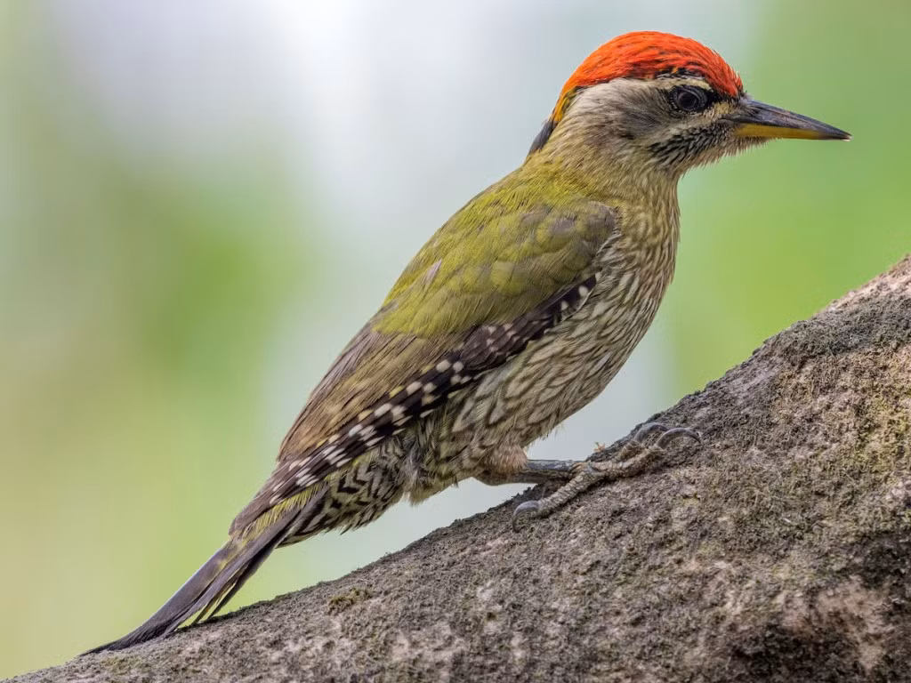 Chim gõ kiến xanh bụng vằn (Picus xanthopygaeus) dài 27-30 cm, là loài định cư không phổ biến tại Nam Trung Bộ và Nam Bộ (VQG Yok Đôn). Chúng sống ở rừng khô rụng lá, cây tại các khu vực trống trải. Ảnh: eBird