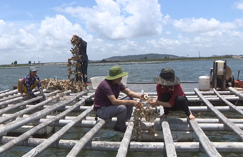 Kỹ sư Trung tâm Khuyến nông tỉnh hướng dẫn người dân xã Bản Sen, huyện Vân Đồn kỹ thuật nuôi hàu Thái Bình Dương.