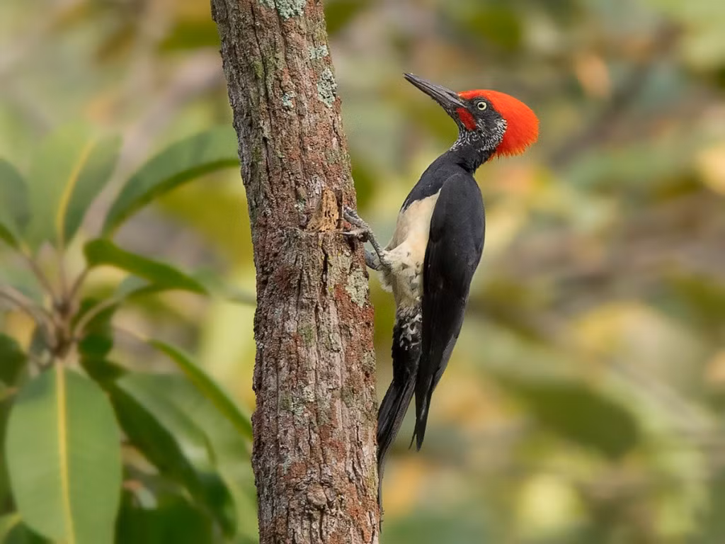 Chim gõ kiến xanh gáy đen (Picus canus) dài 30-34 cm, là loài định cư không phổ biến đến tương đối phổ biến trong cả nước (trừ Bắc Trung Bộ). Chúng sống ở các vùng rừng trống trải, phổ biến hơn trong rừng rụng lá và rừng thông tự nhiên. Ảnh: eBird.