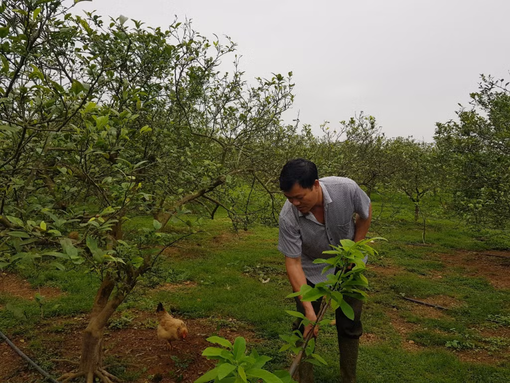 Mô hình trồng cây chanh đào của hộ ông Vũ Văn Thiết (xã Quảng Thành, huyện Hải Hà) mang lại doanh thu hàng tỷ đồng mỗi năm.