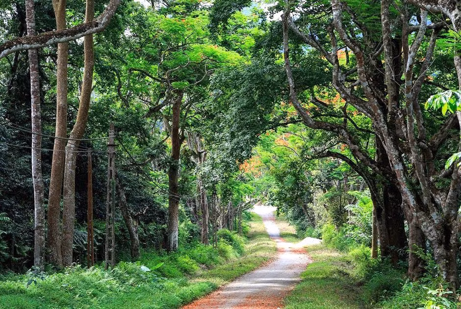 Là hình ảnh thu nhỏ tiêu biểu của rừng nhiệt đới Đông Nam Á, rừng Cúc Phương là một điểm đến lý tưởng cho mọi đối tượng từ khám phá thiên nhiên, nghỉ dưỡng.