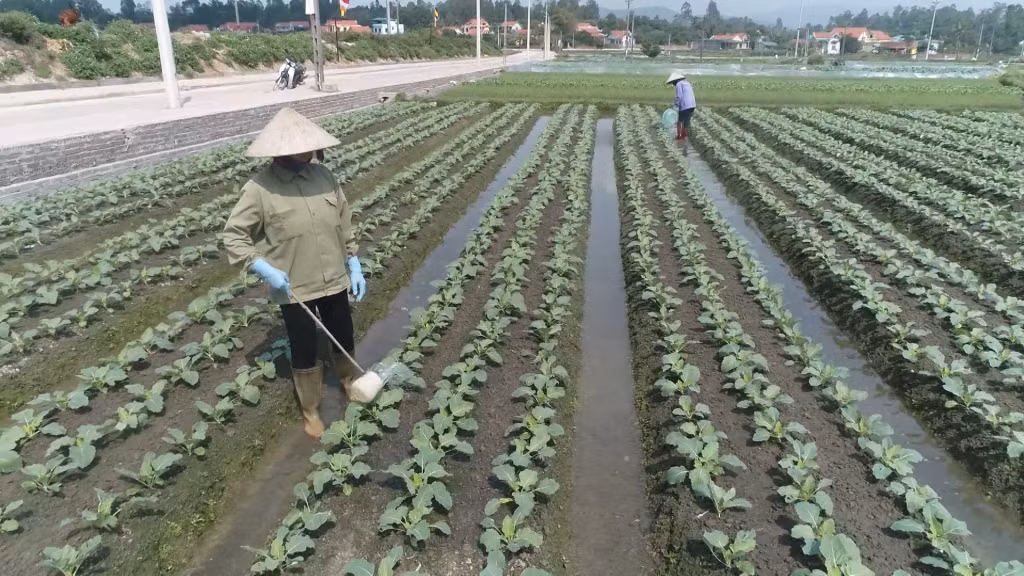 Nông dân TX Quảng Yên chăm sóc rau vụ đông 2022.
