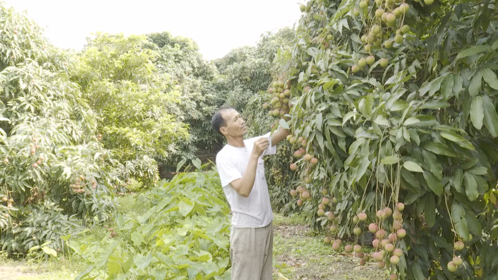 Thu hoạch vải chín sớm tại phường Phương Nam (TP Uông Bí).