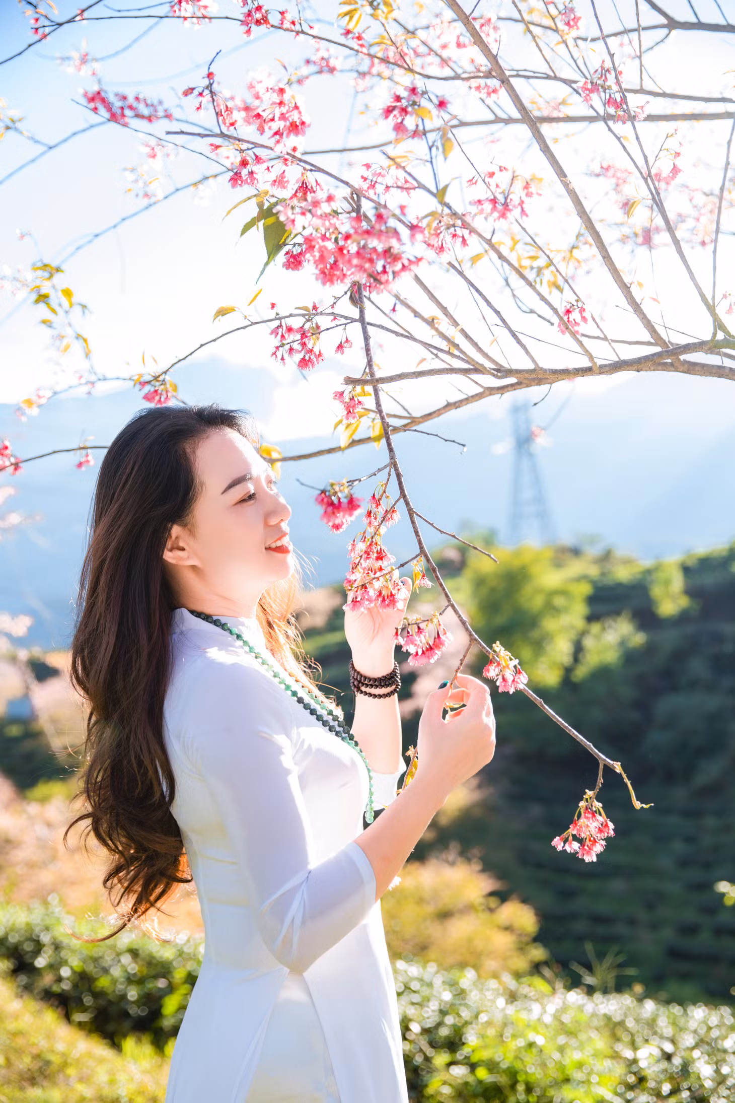 Đầu đông, lên Sa Pa ngắm mai anh đào hồng rực nhuộm cả đồi chè Ô Long ảnh 3