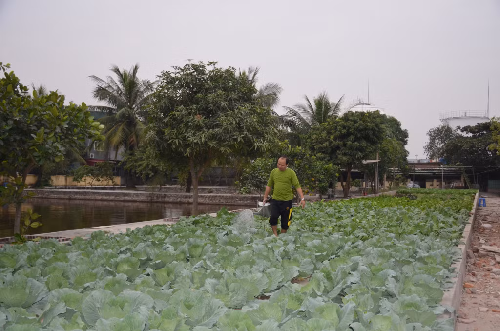 Hải đoàn Biên phòng 38 đẩy mạnh tăng gia đưa thêm vào khẩu phần ăn cho bộ đội. 