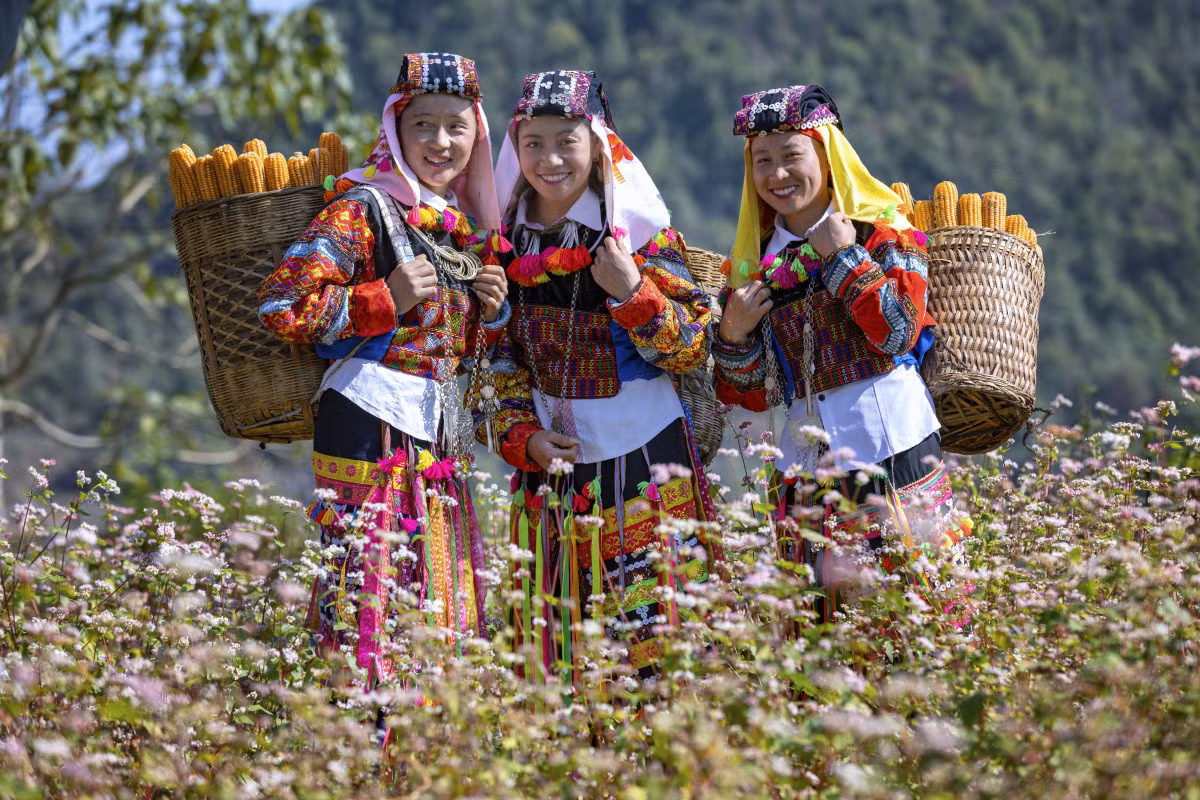 Tam giác mạch Hà Giang - màu hoa gây 'thương nhớ' ảnh 4