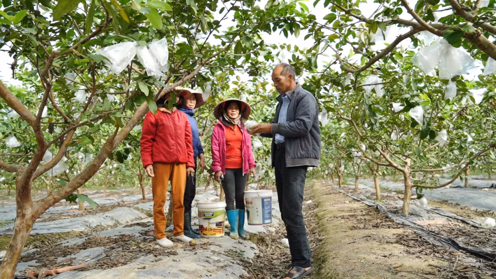 Ông Ân Văn Kim (thôn Đồng Đặng, xã Sơn Dương, TP Hạ Long) hướng dẫn người dân trong thôn trồng ổi theo tiêu chuẩn VietGAP.