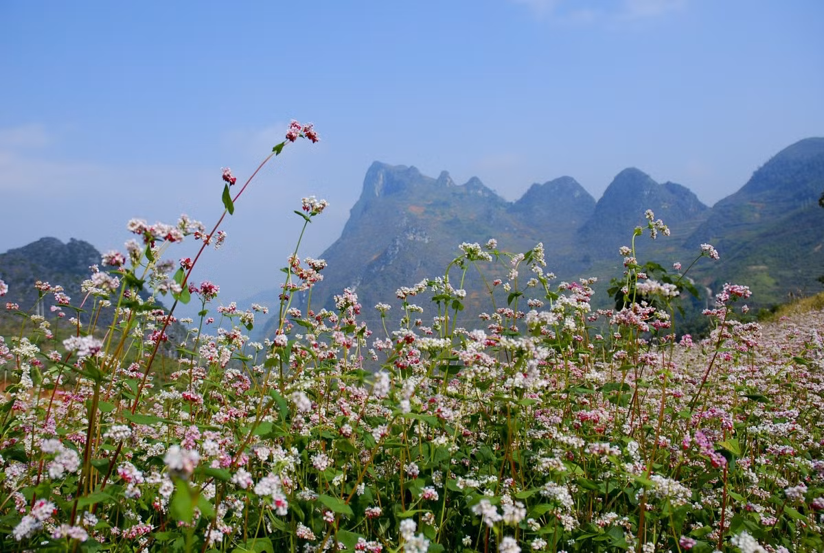 Tam giác mạch Hà Giang - màu hoa gây 'thương nhớ' ảnh 6