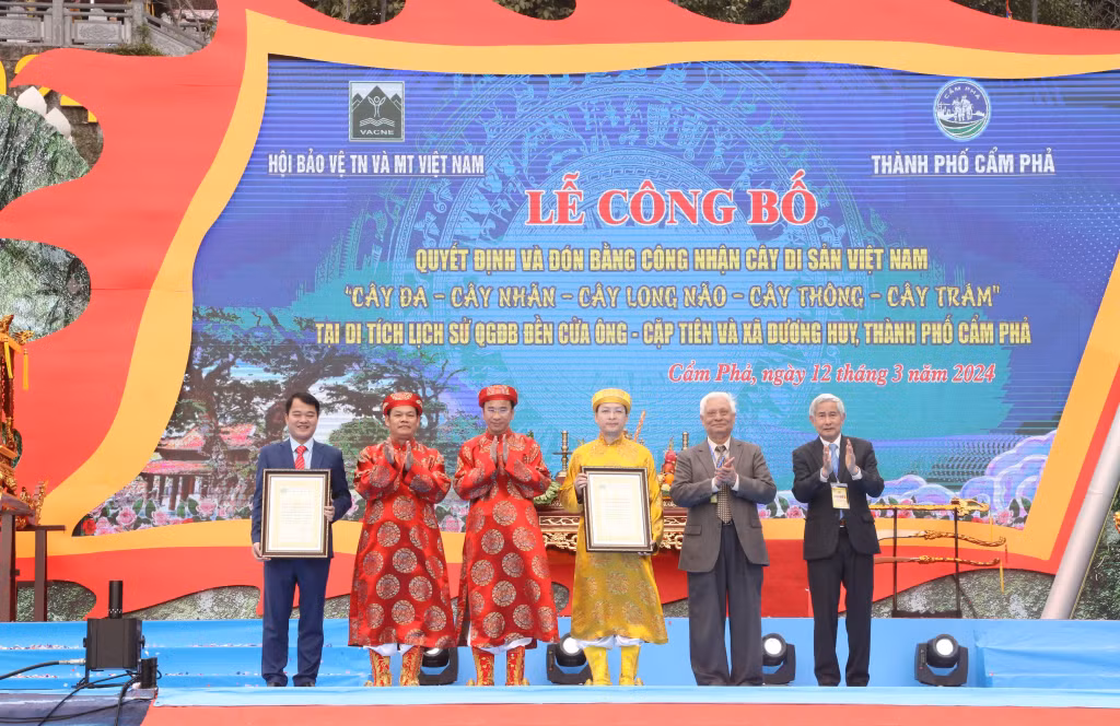 Đại diện lãnh đạo TP Cẩm Phả đón nhận quyết định công nhận 16 cây trên địa bàn TP Cẩm Phả là Cây di sản Việt Nam.