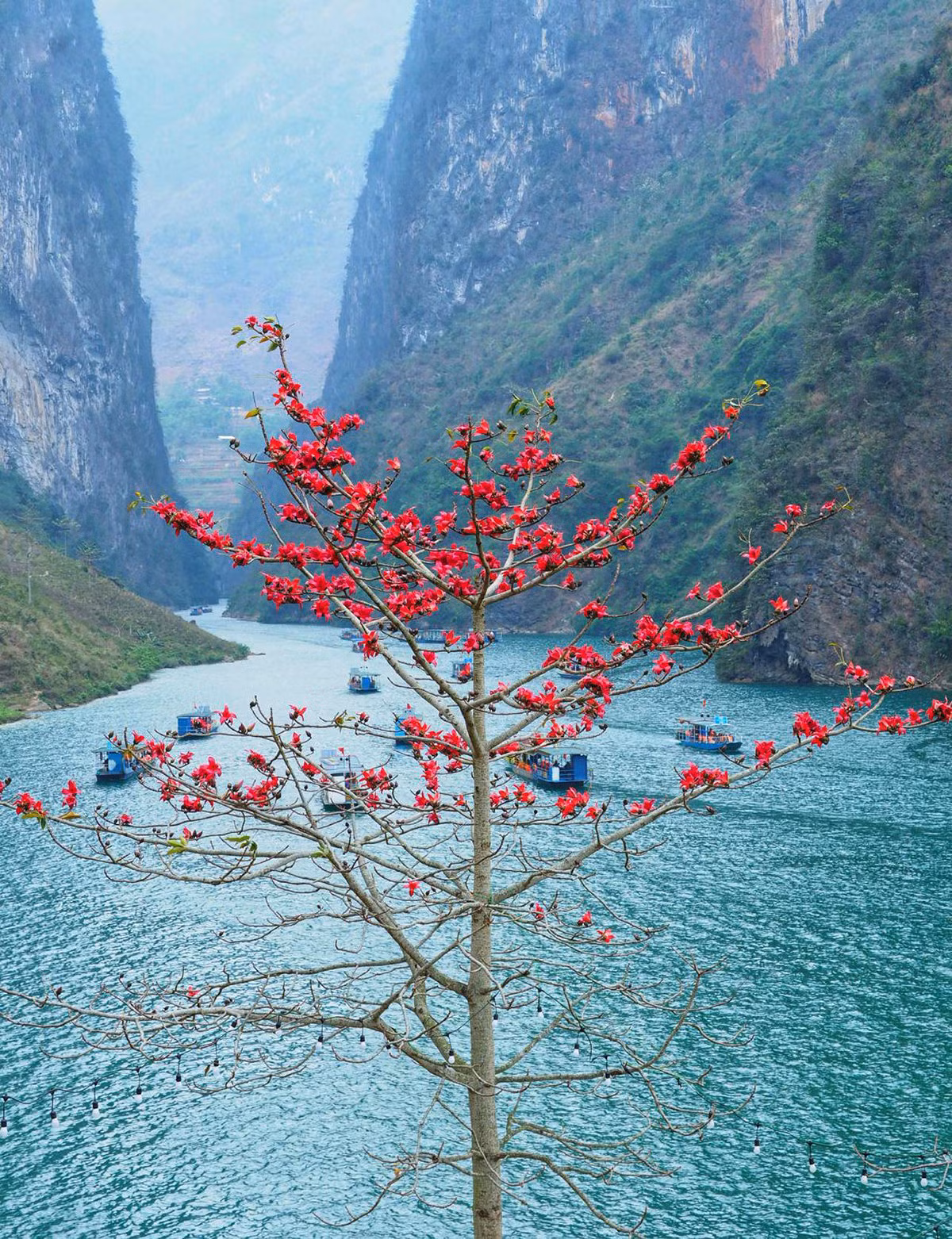 Một cây hoa gạo bung nở bên sông Nho Quế. Du khách dạo chơi trên sông có thể nhìn ngắm hoa gạo đỏ rực trên bờ.Theo Sở Văn hóa - Thể thao và Du lịch tỉnh Hà Giang, trong dịp Tết, khách du lịch đến tỉnh tăng hơn 80% so với cùng kỳ năm ngoái. Sau dịp cao điểm Tết, khách vẫn đến rất đông.