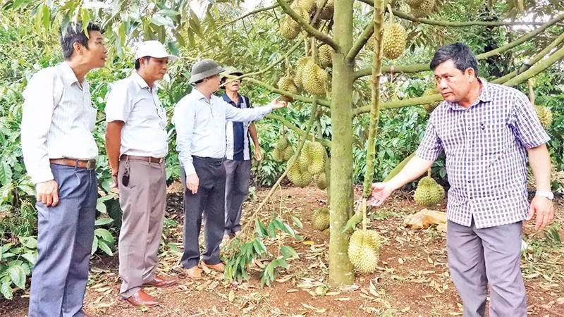 Trồng cây sầu riêng ở Đắk Lắk. Ảnh CÔNG LÝ