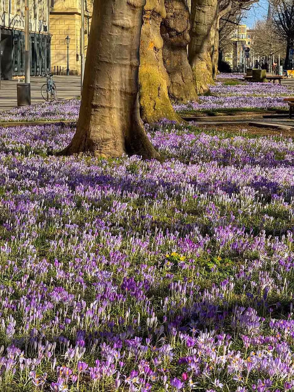 “Thảm” hoa krokusse khoe sắc tím tại công viên Grosse Garten. Ảnh: Hang Van Photography