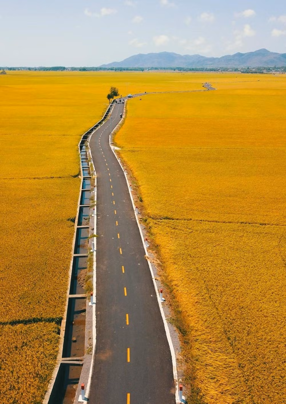Giữa cánh đồng lúa là con đường trải thảm nhựa giúp người dân dễ dàng di chuyển. Ảnh: Le Nguyen