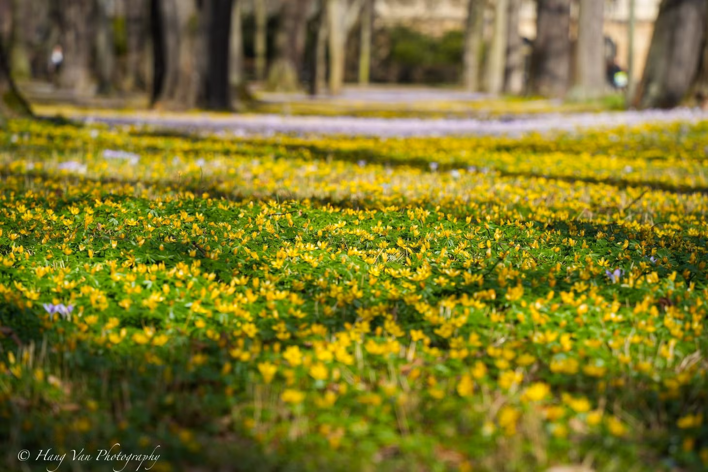 Bên cạnh hoa krokusse, thì chị Hằng Văn cho biết hoa Winterlinge (Eranthis) có sắc vàng rực rỡ cũng đang khoe sắc ở miền Đông nước Đức. Ảnh: Hang Van Photography