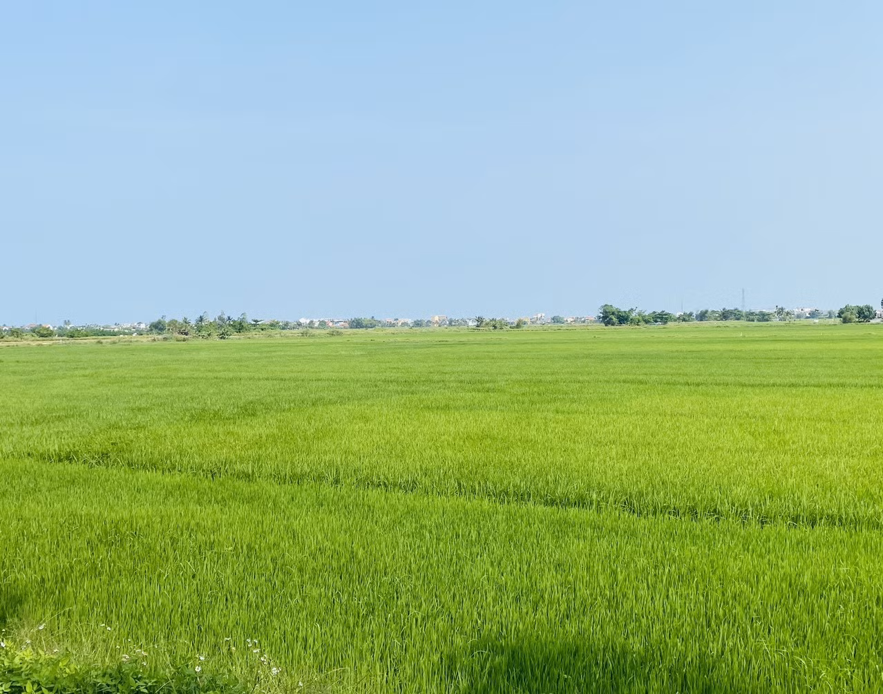 Cánh đồng lúa trên đường Hai Bà Trưng chạy ra biển An Bàng, Hội An - Ảnh: Kim Hoa