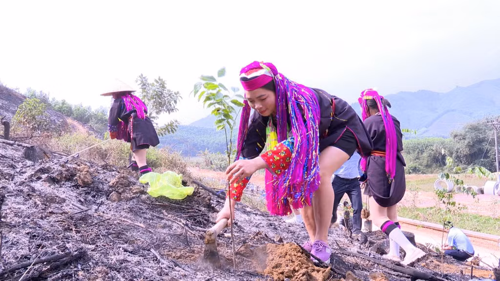 Bà con người Dao Thanh Y tham gia trồng 12.000 cây lim xanh với diện tích 12 ha tại thôn Làng Han, xã Đồn Đạc.