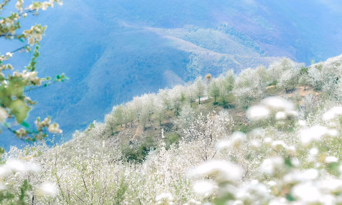 Nằm trên đường trekking đỉnh Tà Chì Nhù, bản Nậm Nghiệp thuộc xã Ngọc Chiến, huyện Mường La, là điểm du lịch được biết đến trong vài năm gần đây. Ngoài nét hoang sơ, tháng 3 hàng năm, bản làng còn được nhiều du khách tìm đến chụp ảnh khi hoa táo mèo ở đây bung nở, nhuộm trắng núi rừng.