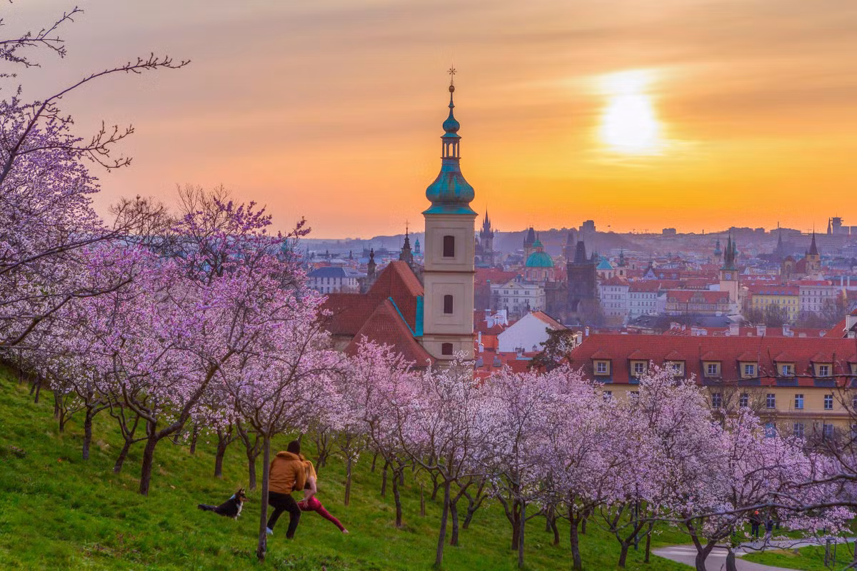 Quang cảnh trên đồi Petrin lúc bình minh ngày 11/3.Nền nhiệt độ tại Praha cuối tháng 3 khoảng 15 độ C và đang tăng dần. "Năm nay thời tiết ấm nên các loài hoa đều nở sớm", anh Hà nói. Những năm trước mùa đông thường kéo dài hết tháng 3, hoa nở muộn hơn.