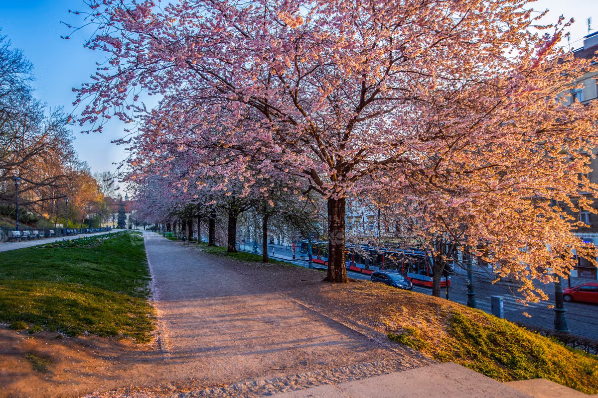 Anh Tomas Hà, nhiếp ảnh gia người Việt sống tại Praha, CH Czech, cho biết năm nay mùa đông kết thúc sớm, mùa xuân đến nhanh, thời tiết ấm áp nên từ giữa tháng 3, hoa anh đào, hạnh nhân, hoa táo nở rộ khắp thành phố. Trong ảnh là hàng anh đào nở rộ phía dưới đồi Petrin, cạnh phố Ujezd.