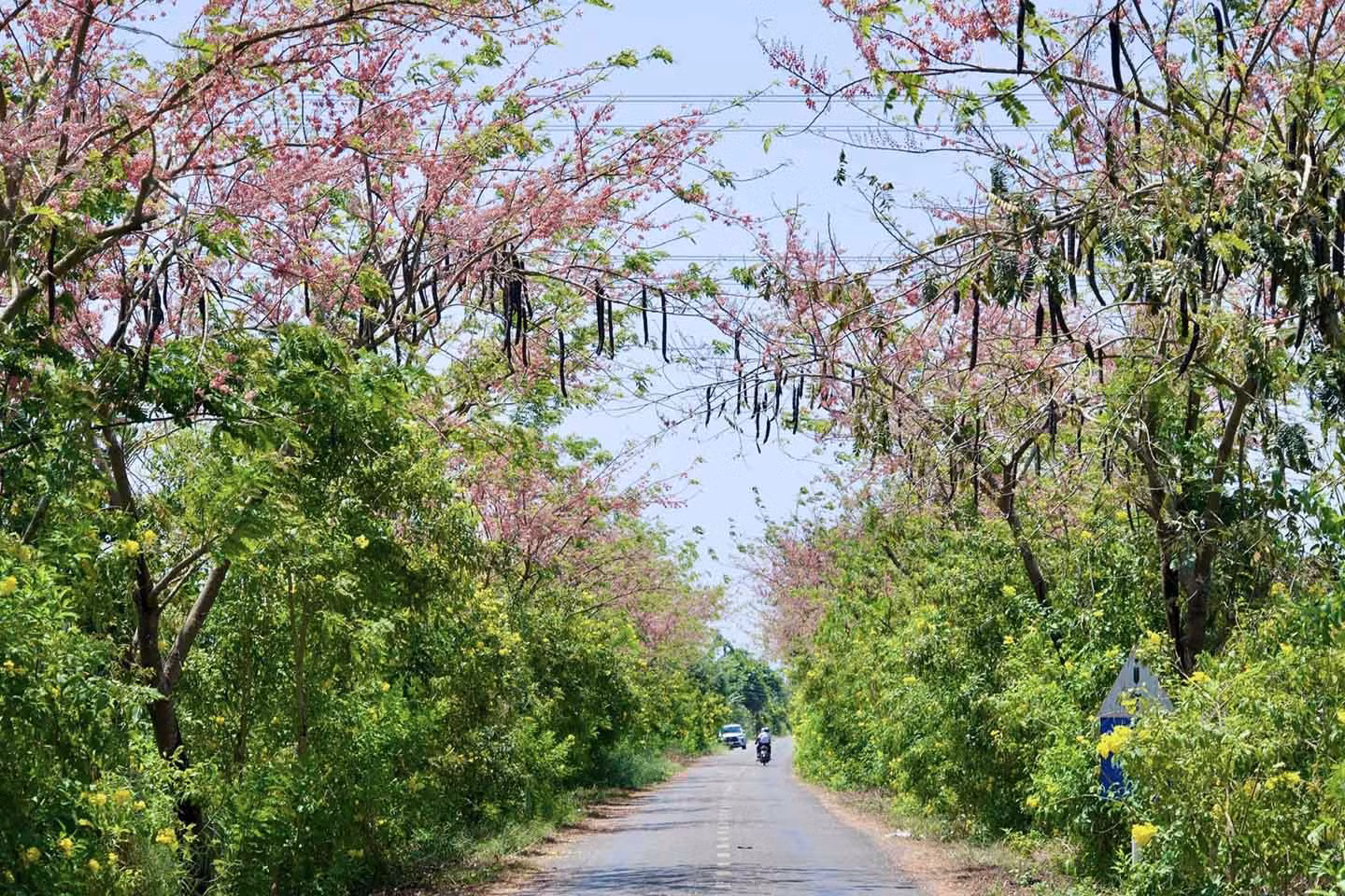 Một hàng cây ô môi khoe sắc tại xã Mỹ Hiệp, huyện Cao Lãnh. Ảnh: Khương Nhựt Minh