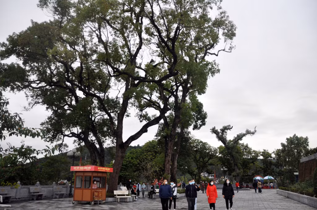 Những cây nhãn, long não cổ thụ được trồng trong khuôn viên di tích đền Cửa Ông (TP Cẩm Phả).
