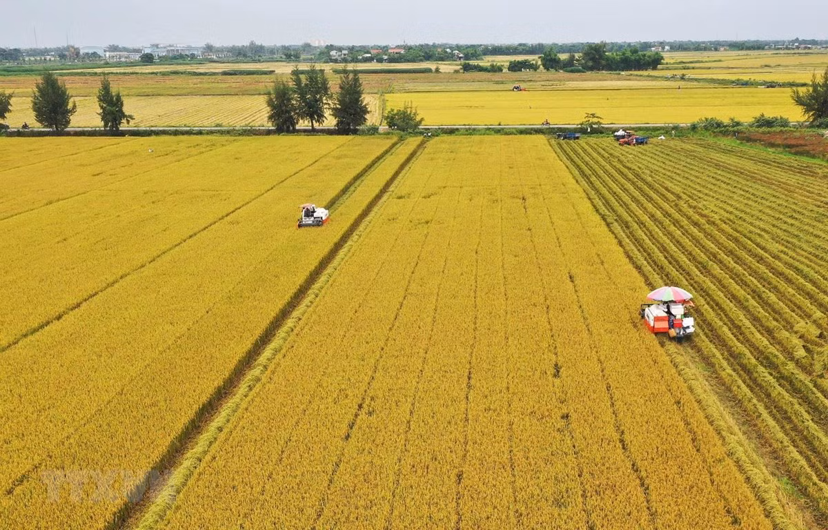 Luật Đất đai (sửa đổi) có nhiều quy định mới liên quan đến đất nông nghiệp. Ảnh: TTXVN
