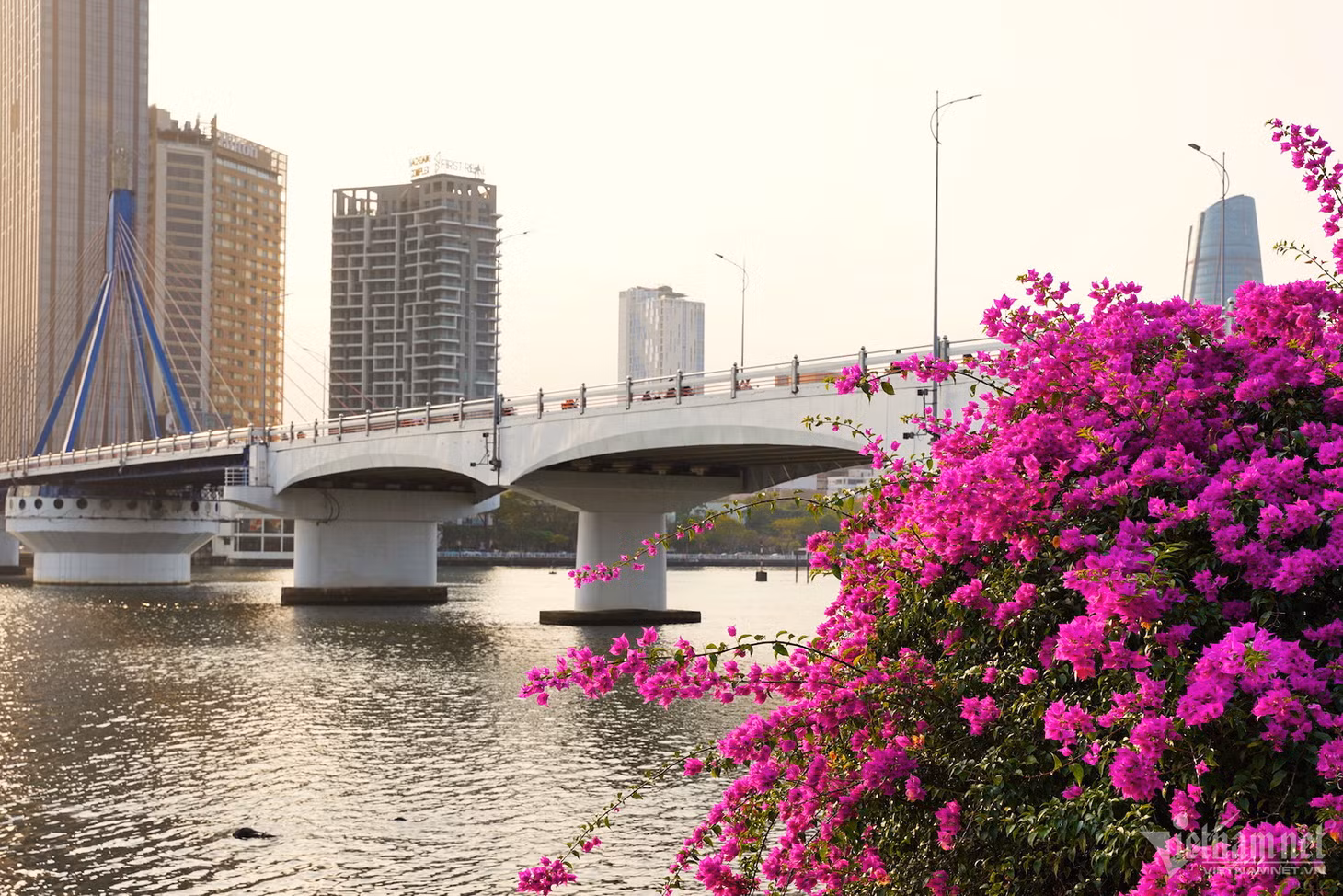 Sự xuất hiện của sắc hoa giấy khiến sông Hàn thêm thơ mộng. Nơi đây trở thành địa điểm lý tưởng để ngắm vẻ đẹp hoàng hôn của thành phố.