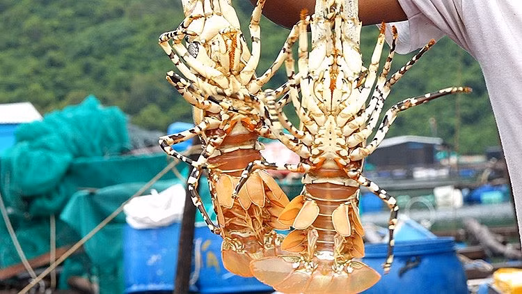 Xuất khẩu tôm hùm sang thị trường Trung Quốc tăng 27 lần ảnh 1