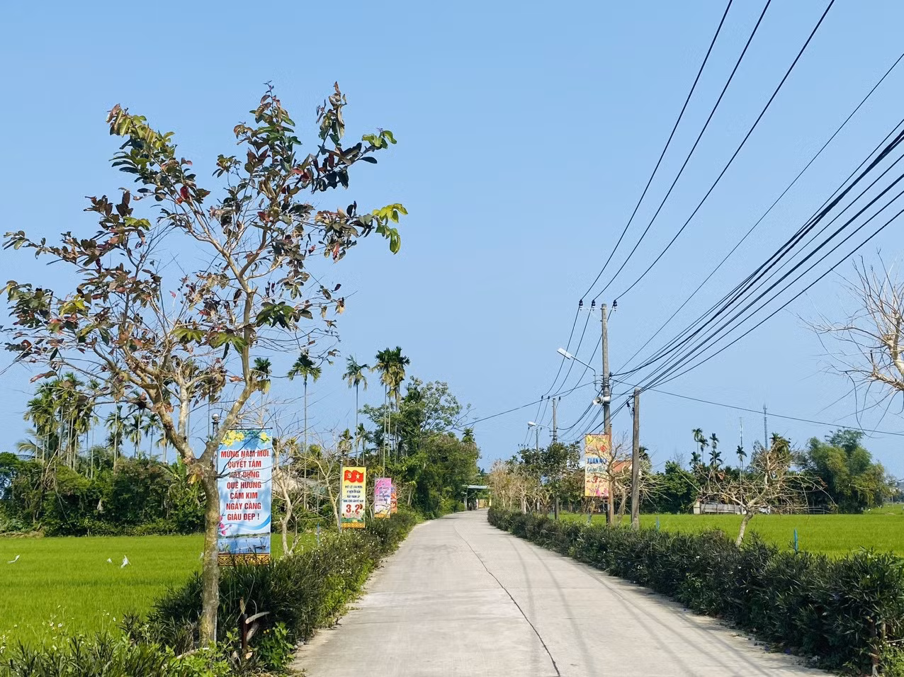 Tại Cẩm Kim, Hội An, hai bên đường là cánh đồng lúa xanh rì - Ảnh: Kim Hoa