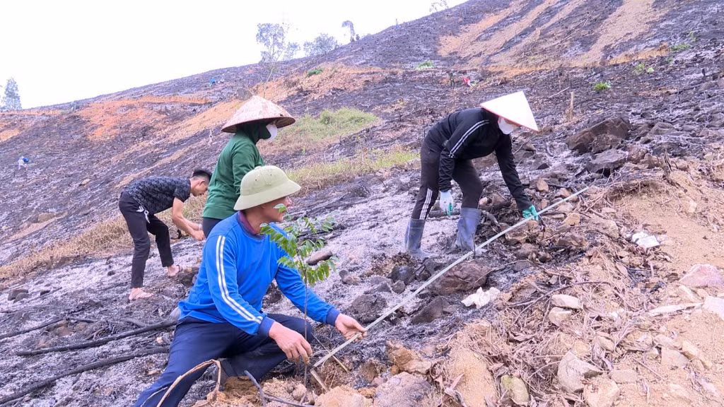 Nông dân hôn Làng Han, xã Đồn Đạc trồng lim xanh trên sườn đồi.