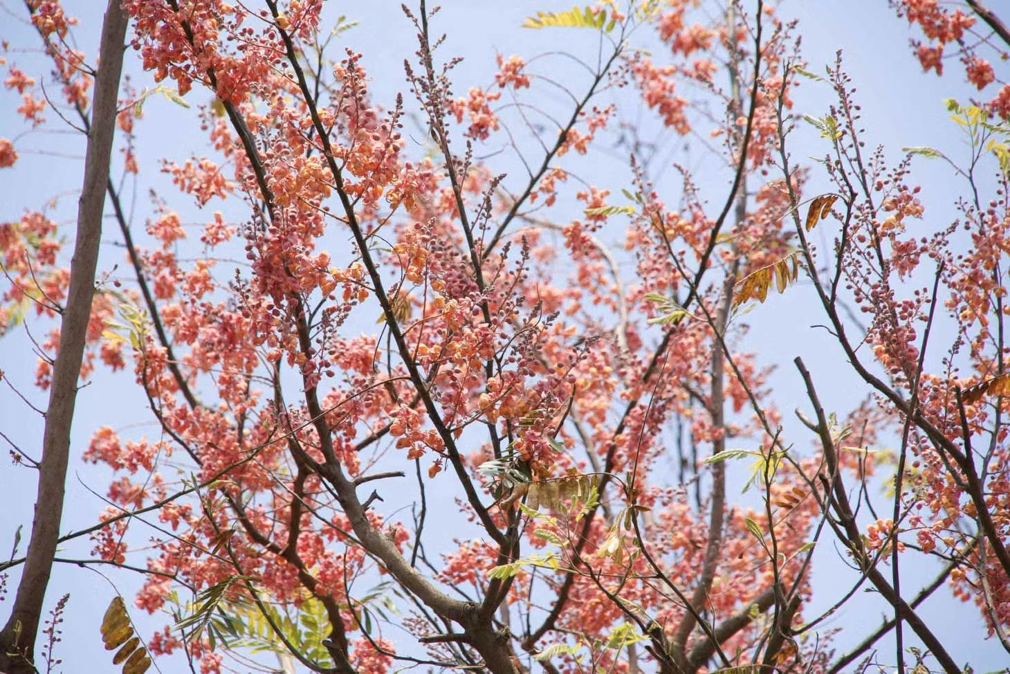 Không chỉ ở An Giang, thời gian này, trên các tuyến đường ở Lấp Vò, Cao Lãnh của tỉnh Đồng Tháp, du khách cũng có thể bắt gặp những hàng ô môi trổ bông. Ảnh: Khương Nhựt Minh