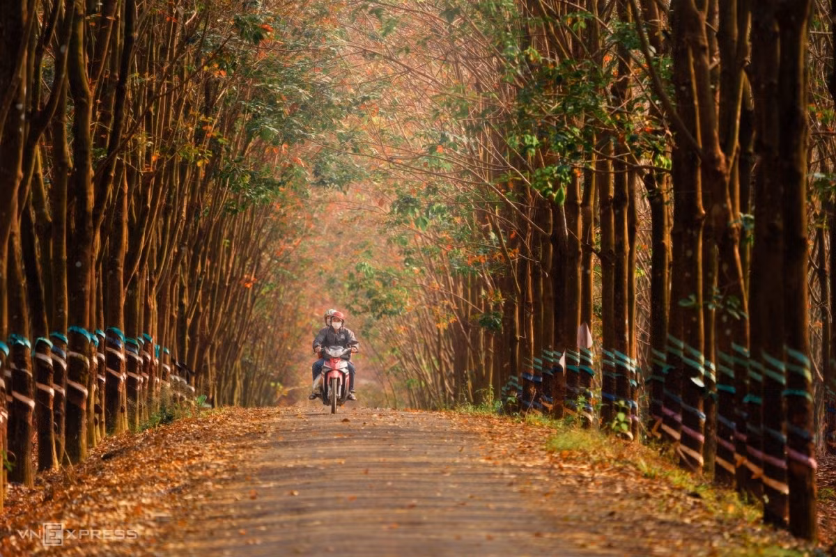 Đường nhựa băng qua rừng cao su Cù Bị khá vắng, thi thoảng có xe gắn máy, ôtô chạy qua. Mùa cao su thay lá vốn bình thường trong mắt người dân địa phương, nhưng đối với nhiều du khách lại rất thơ mộng. Đến cuối mùa, những chiếc lá cao su cuối cùng rụng xuống, cả rừng sẽ chỉ còn những cành cây khẳng khiu.