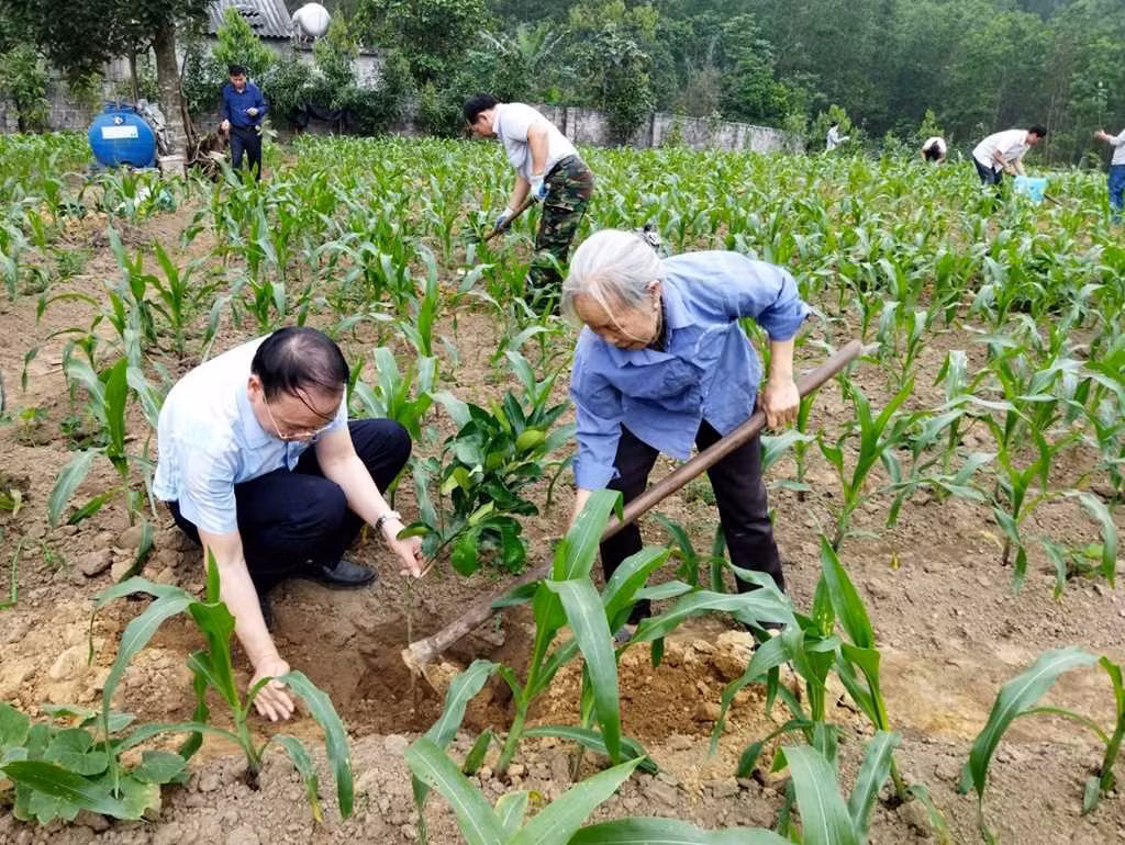 HND TP Hạ Long hướng dẫn hội viên, nông dân xã Đồng Lâm triển khai mô hình trồng bưởi da xanh.