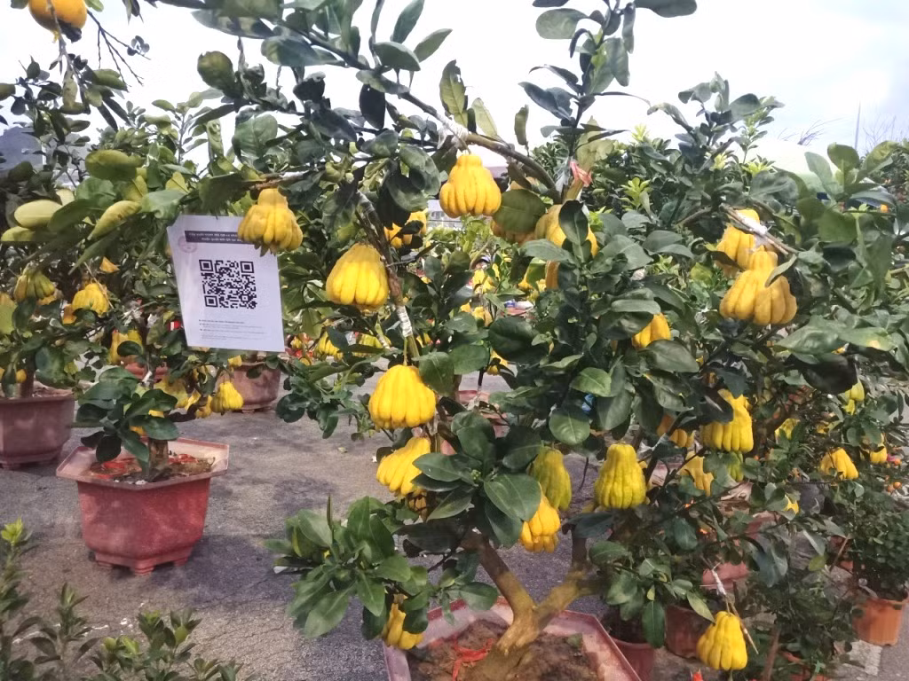 Mọi quầy hàng tại Quảng trường 30/10 đều được gắn mã khai báo y tế phòng dịch bệnh Covid-19 để người dân quét mã khi đến mua, bán hoặc ngắm hoa.