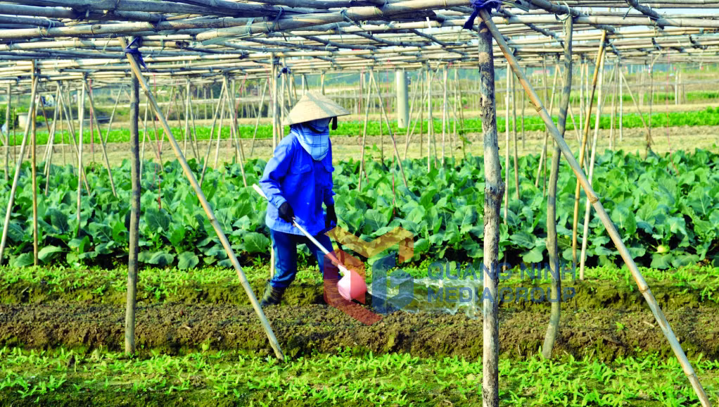 Nông dân xã Tiền An chăm sóc rau theo quy trình, kỹ thuật rau an toàn (3-2016). Ảnh: Nguyễn Hoa