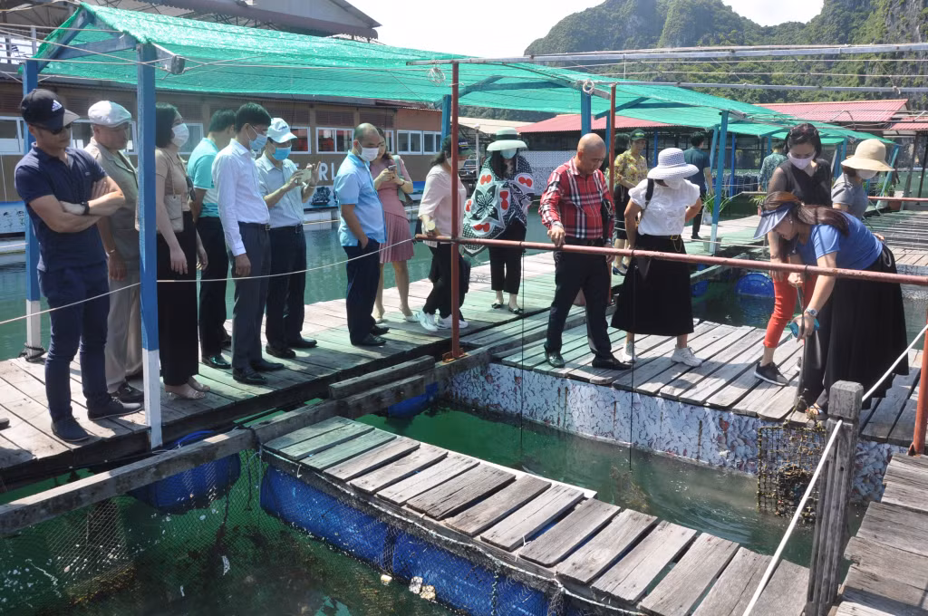 Trai ngọc được treo thành giàn trong quá trình nuôi tại trang trại Ngọc trai Hạ Long.