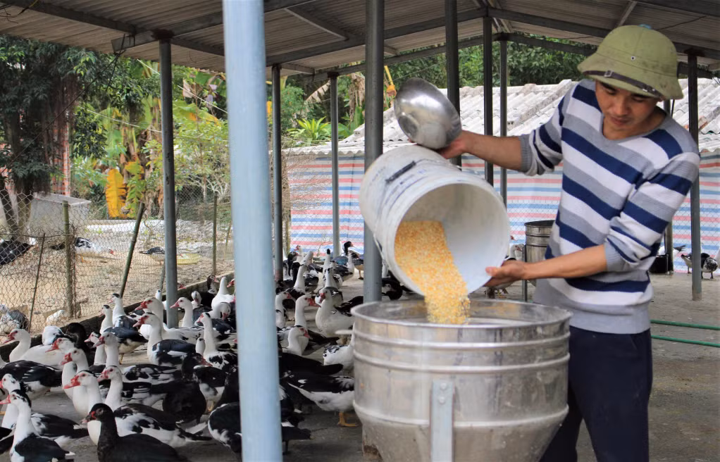 Khởi nghiệp từ nuôi ngan sao, anh Đô mở rộng mô hình trang trại theo hướng nông nghiệp sạch, ứng dụng công nghệ cao.