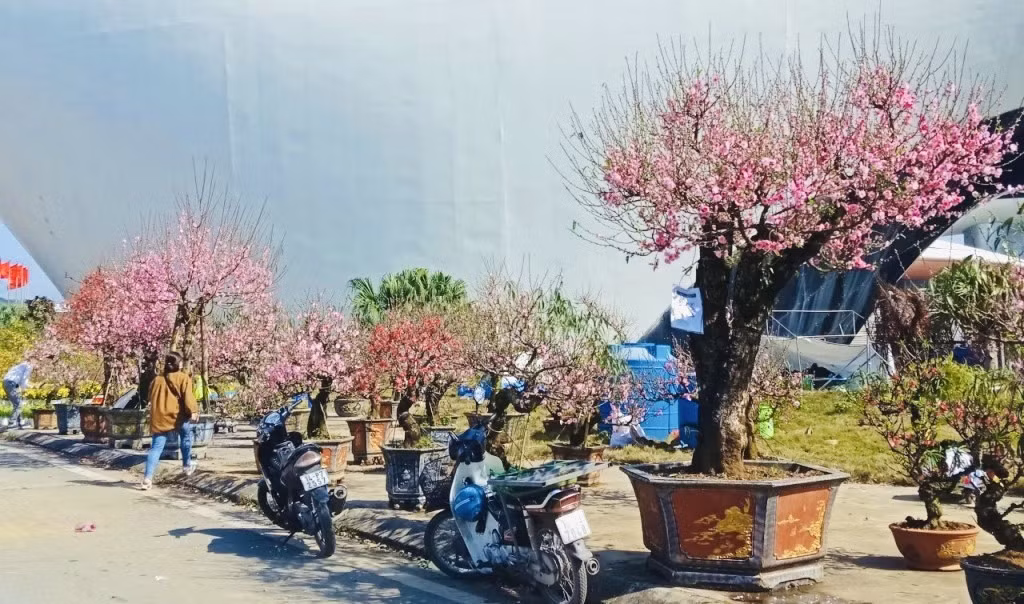 Đào Mộc Châu tạo thế mặc dù ra hoa khá sớm, nhưng một khách hàng cũng từng chơi loại này cho biết, hoa rất bền, chơi sang tháng 2 Âm lịch mới tàn. Hiện tại loại đào có giá từ 2 triệu đến hơn 100 triệu đồng/cây.